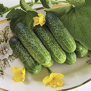 Насіння огірка Надія F1, 20 насіння — бджолине, ультраранний гібрид (38-40 днів), Seminis, фото 3
