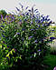 Будлея Давида 'Empire Blue', Контейнер 0,5л, фото 2
