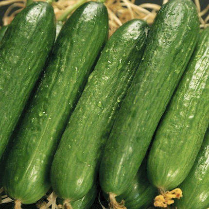 Салім F1 насіння огірка, 10 насінин — бджолозапильний, Nong Woo Bio, фото 2