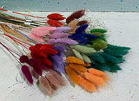Сухоцвет Лагурус (Зайцехвост), 10шт, цвета в ассортименте