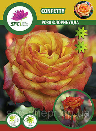 Троянда флорибунда Confetty, фото 1