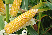 Насіння кукурудзи KAMPONI CS, 1 п.о. 80 000 насінин