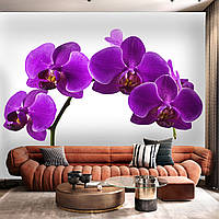 Флизелиновые фотообои цветы "Фиолетовые орхидеи"