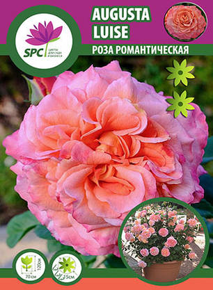 Троянда романтична Augusta Luise, фото 1