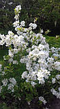 Екзохорда grandiflora "The Brid".
Перловий чагарник "Наречена".
Exochorda the Bride., фото 10
