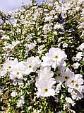 Екзохорда grandiflora "The Brid".
Перловий чагарник "Наречена".
Exochorda the Bride., фото 3