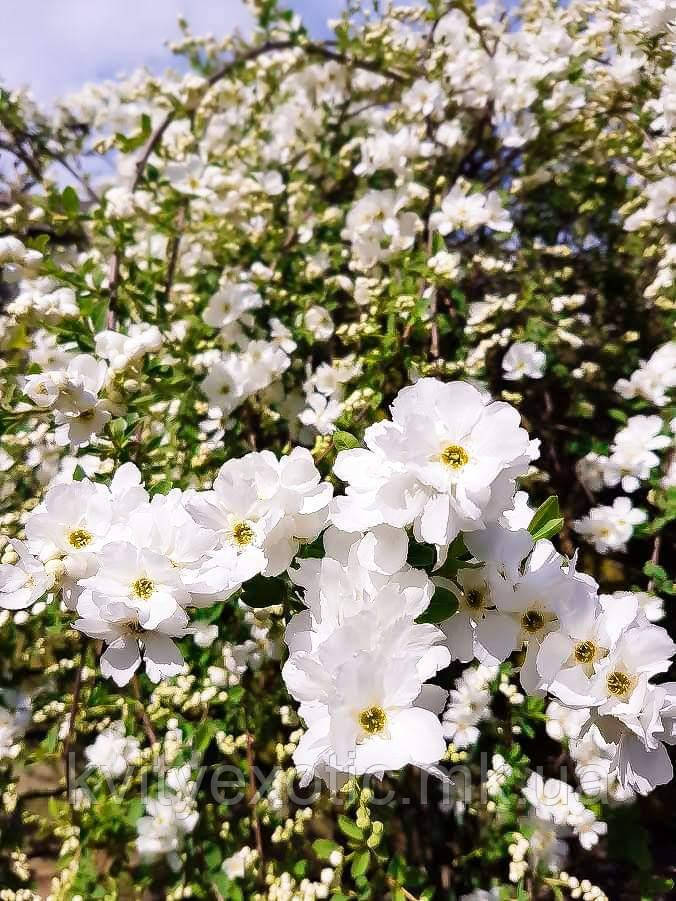 Екзохорда grandiflora "The Brid". Жемчужный кустарник "Невеста". Exochorda the Bride. - фото 3 - id-p1313688796