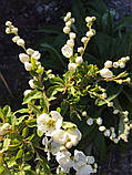 Екзохорда grandiflora "The Brid".
Перловий чагарник "Наречена".
Exochorda the Bride., фото 7