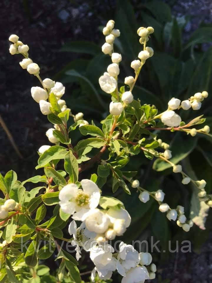 Екзохорда grandiflora "The Brid". Жемчужный кустарник "Невеста". Exochorda the Bride. - фото 7 - id-p1313688796