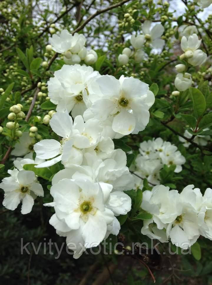 Екзохорда grandiflora "The Brid". Жемчужный кустарник "Невеста". Exochorda the Bride. - фото 6 - id-p1313688796