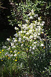 Екзохорда grandiflora "The Brid".
Перловий чагарник "Наречена".
Exochorda the Bride., фото 2