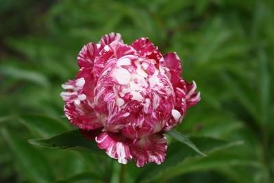 Півонія Independence Day Індепенденс Дей (kornder 1999) (саджанці)., фото 1