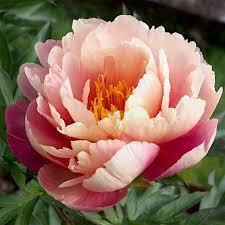 Пион Joanna Marlene Джоанна Марлен (Anderson 1999) (саженцы), фото 1