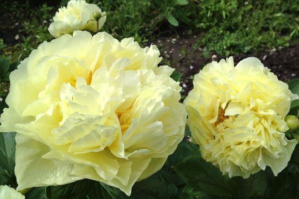 Півонія Lemon Chiffon Лемон Шиффон (Reath 1981) (саджанці), фото 1