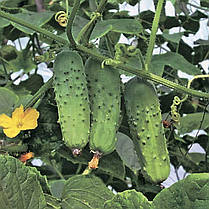 Соната F1 насіння огірка, 20 насіння — огірок бджолинозапальний, АгроПак, фото 3