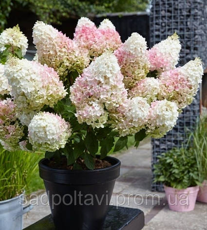 Саджанці гортензії Літл Блоссом (Little Blossom) у конт.8л, фото 2