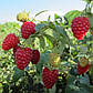 Саджанці малини Жар птиця - середня, транспортабельна, урожайна, фото 3
