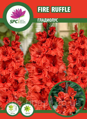 Гладіолус Fire Ruffle