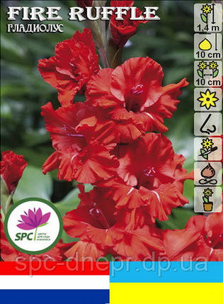 Гладіолус Fire Ruffle, фото 3