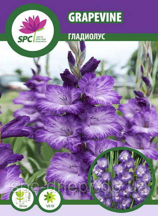 Гладіолус Grapevine, фото 1