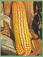 Насіння кукурудзи НС 2662, 1 п.о. 80 000 насінин