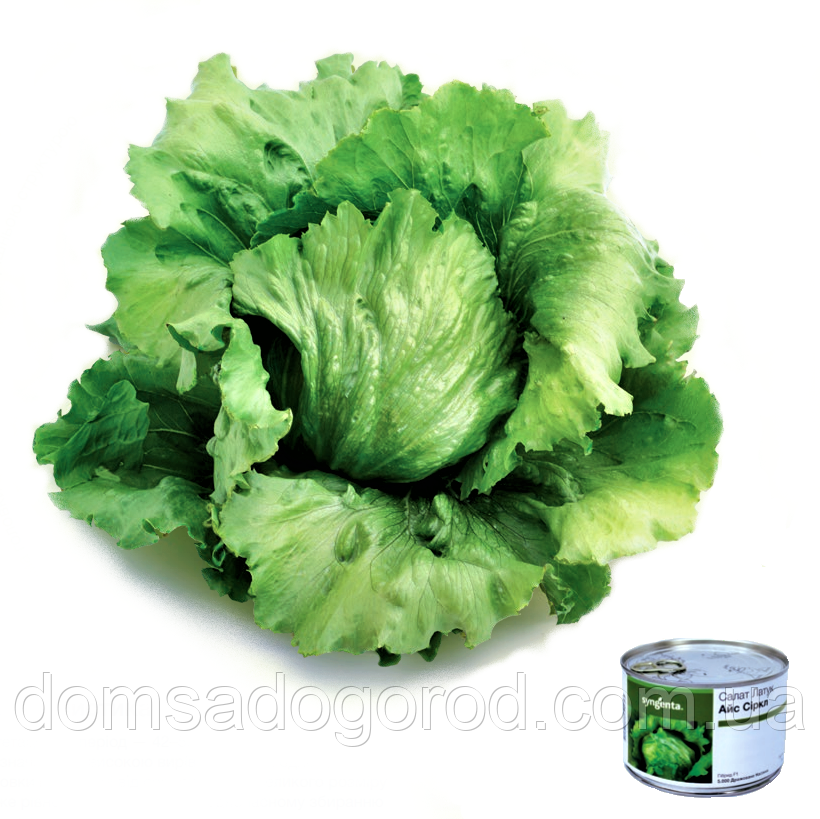 Салат АЙС СИРКЛ Syngenta 5 000 шт