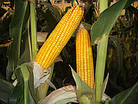 Насіння кукурудзи НС 4015, 1 п.о. 80 000 насінин