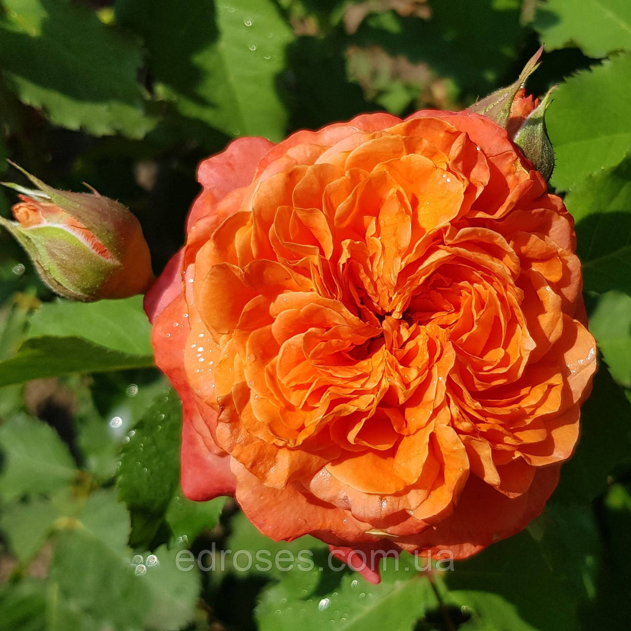 Емільєн Гійо. (Emilien Guillot), фото 1