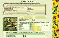 Насіння соняшника гібрид Анастасія, 1 п.о. 150 000 насінин