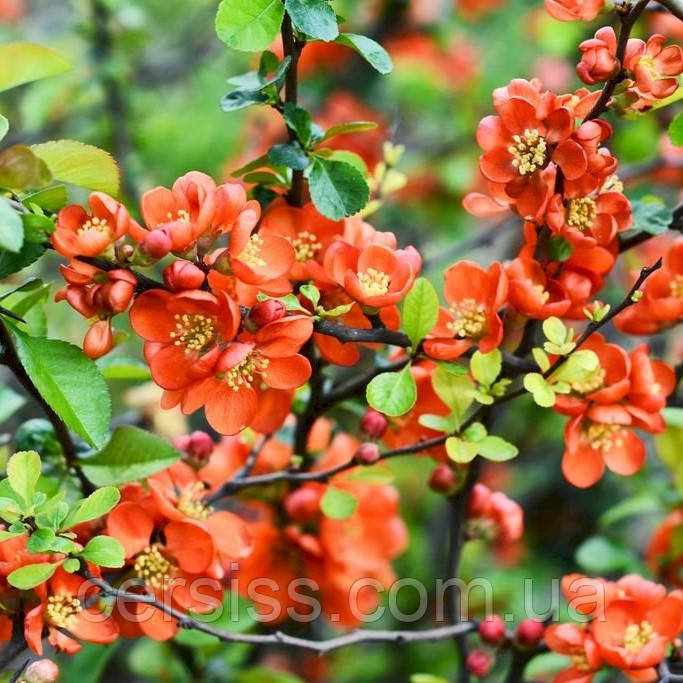 Хеномелес айва японська саджанці в контейнерах Chaenomeles japonica