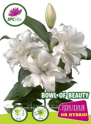 Лілія східна махрова Bowl of Beauty, фото 1