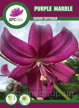 Лілія тигрова Purple Mable