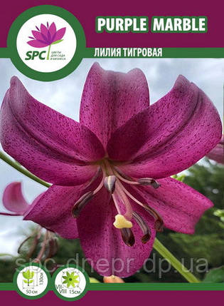 Лілія тигрова Purple Mable, фото 1