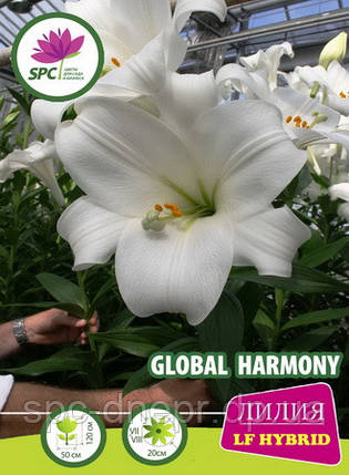 Лілію лонгіфлорум Global Harmony, фото 1