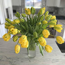 Тюльпан папуговий Jan van Nes Parrot (Ян Ван Нес Перрот) 3 цибулини, фото 5