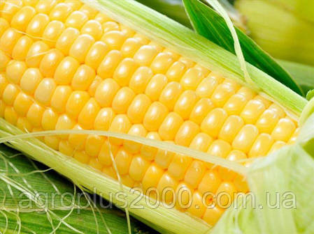 Насіння Кукурудза цукрове Добра F1, 15 насіння Lark Seeds Професійне Насіння, фото 3