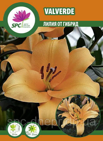 Лілію Від гібридів Valverde