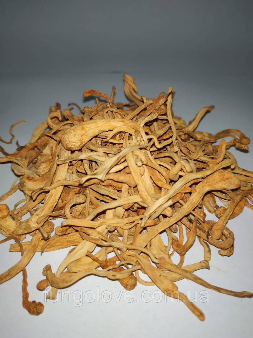 Кордицепс мілітарис (Cordyceps militaris), сушений цілий, 100 гр, фото 1