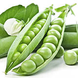 Горох Преладо 20шт / Syngenta, фото 3