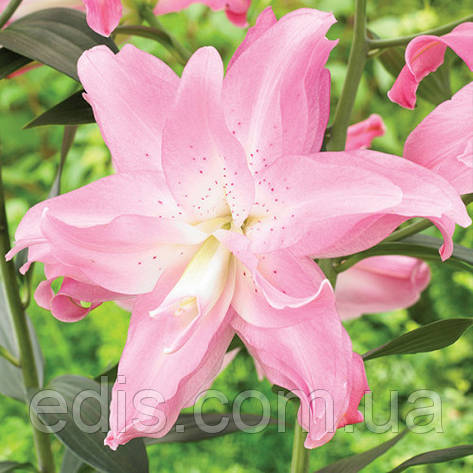 Лілія орієнтальна махрова Lotus Breeze (Лотус Бриз) 1 цибулина 14/16, фото 1