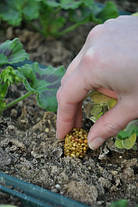 Osmocote Exact Tablet 14+8+11+2+TE 5-6 М, 1 таблетка, фото 4