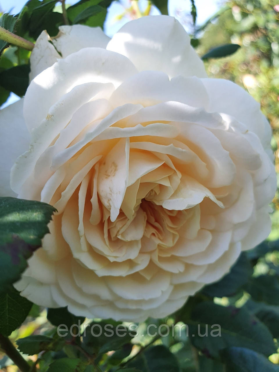 Крокус Роуз (Crocus Rose®) - фото 8 - id-p1034137071