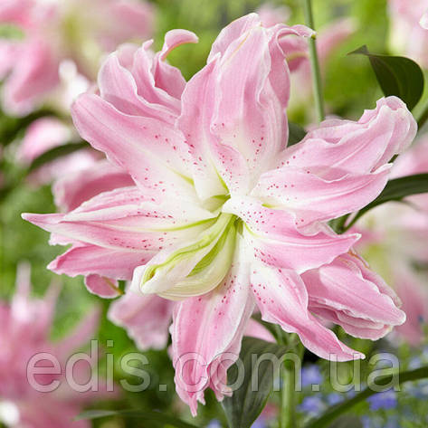 Лілія орієнтальна махрова Lotus Elegance (Лотус Елеганс) 1 цибулина 12/14, фото 1