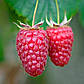 Саджанці малини Брянське диво - ремонтантна, урожайна, ароматна, крупноплідна, фото 3