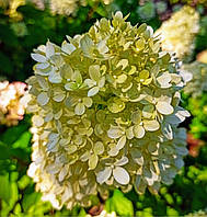 Гортензія волотиста Лаймлайт/HYDRANGEA paniculata Limelight С5/Н30-40