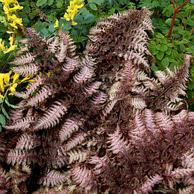 Папороть японська Burgundy Lace 1 рік, Папороть японська Бургунді Лейс, Athyrium niponicum Burgundy Lace