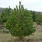 Саджанці Сосни звичайної (Pinus sylvestris), фото 2