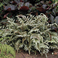 Папороть японська Pictum 1 рік, Папоротник / Кочедижник Пиктум, Athyrium niponicum Pictum