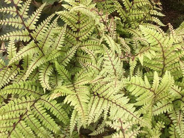 Папороть Okanum 1 рік, Папороть / Безщитник вушковий Оканум, Athyrium otophorum Okanum