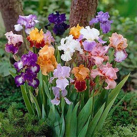Iris Germanica Mix (кореневища) 5 шт